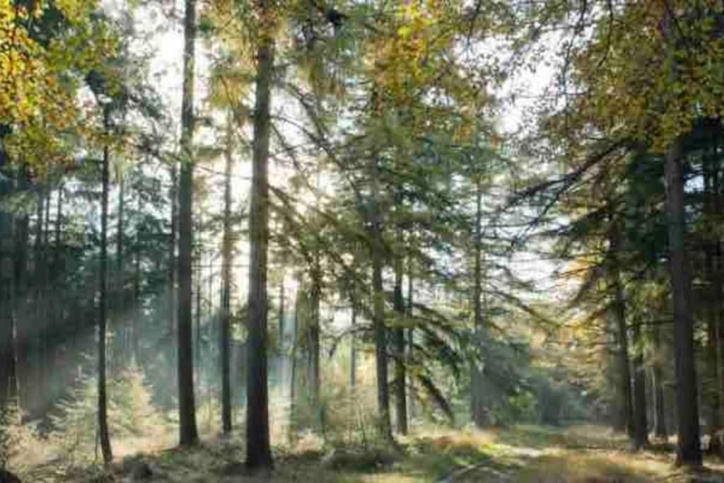 Chalet Midden In De Natuur! Anloo Kültér fotó